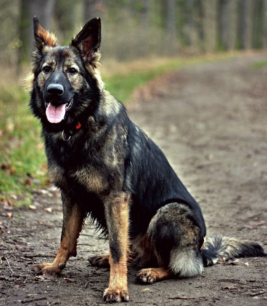 5 Different Types Of German Shepherd Breeds Their Features 5 Different Types Of German Shepherd Breeds Their Features