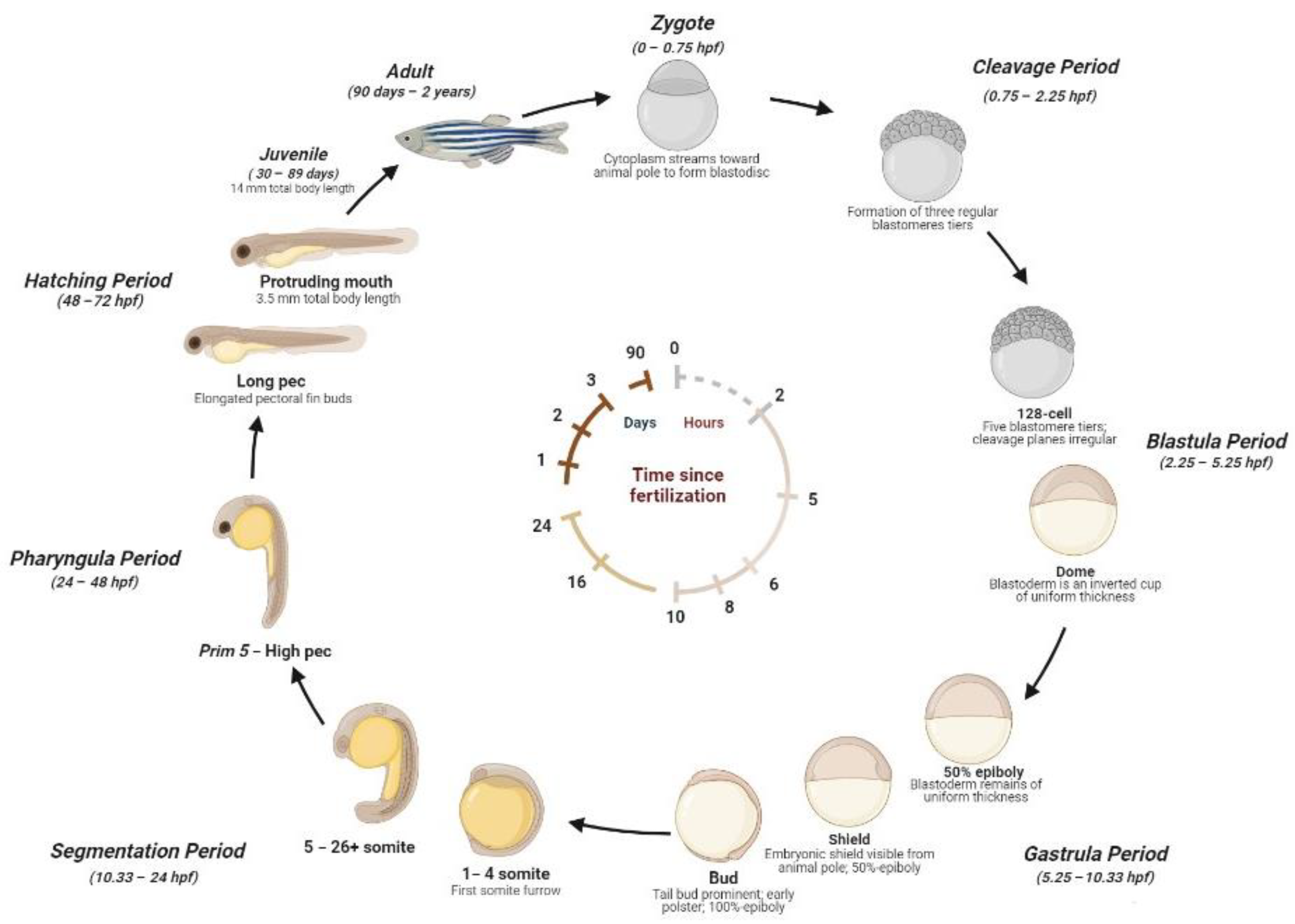 A An Adult Zebrafish B Embryonic Development Of Zebrafish Is A An Adult Zebrafish B Embryonic Development Of Zebrafish Is