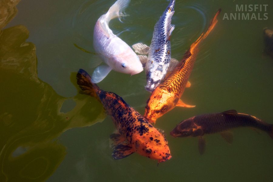 Midlatitude Marvels: Animals Thriving in Temperate Climates Midlatitude Marvels: Animals Thriving in Temperate Climates