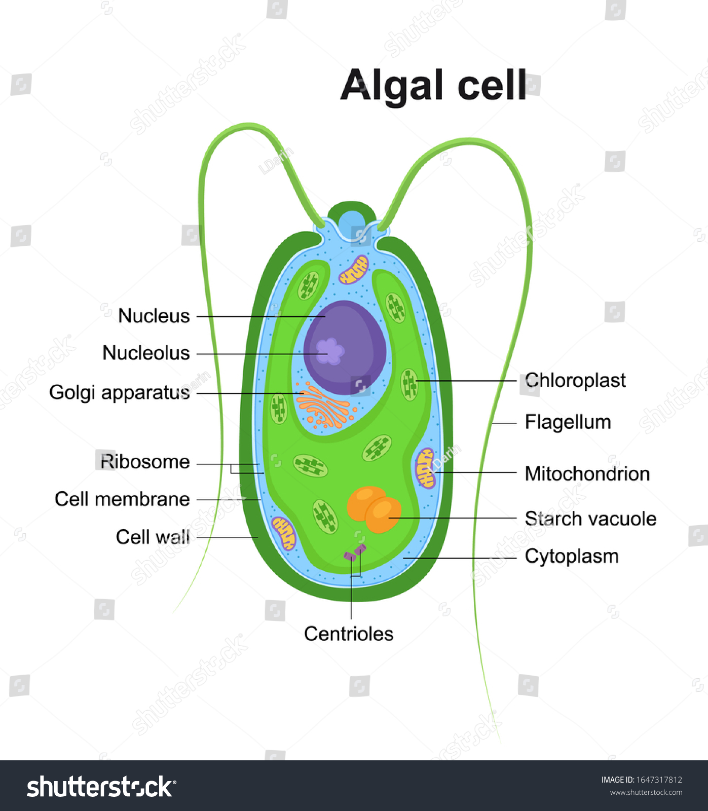 Delicious Algae Appetizers: Healthy & Tasty Snacks to Try
