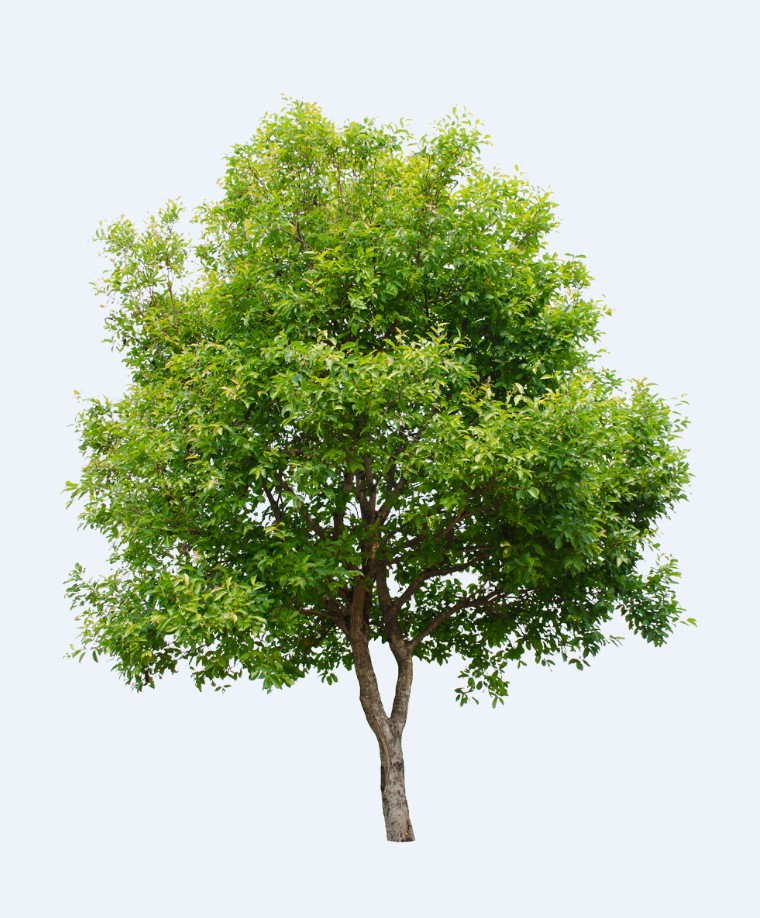 Are Isolated Trees Decomposers? The Surprising Truth Revealed