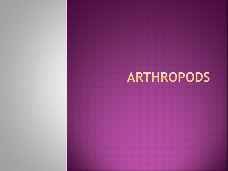 Arthropod Notes Ppt Download Arthropod Notes Ppt Download