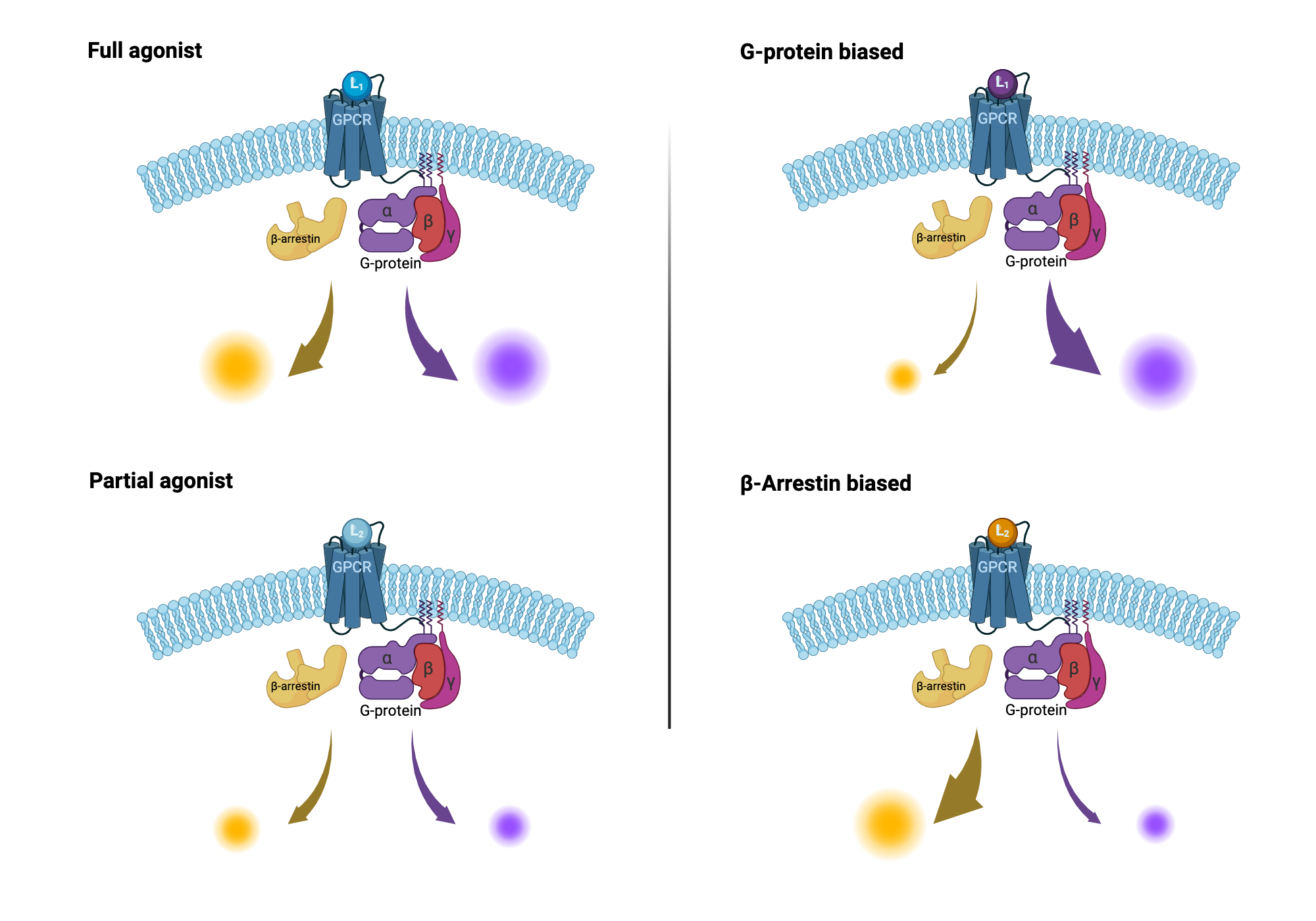 Biased Signaling Research: UCSF Group Breakthroughs Explained