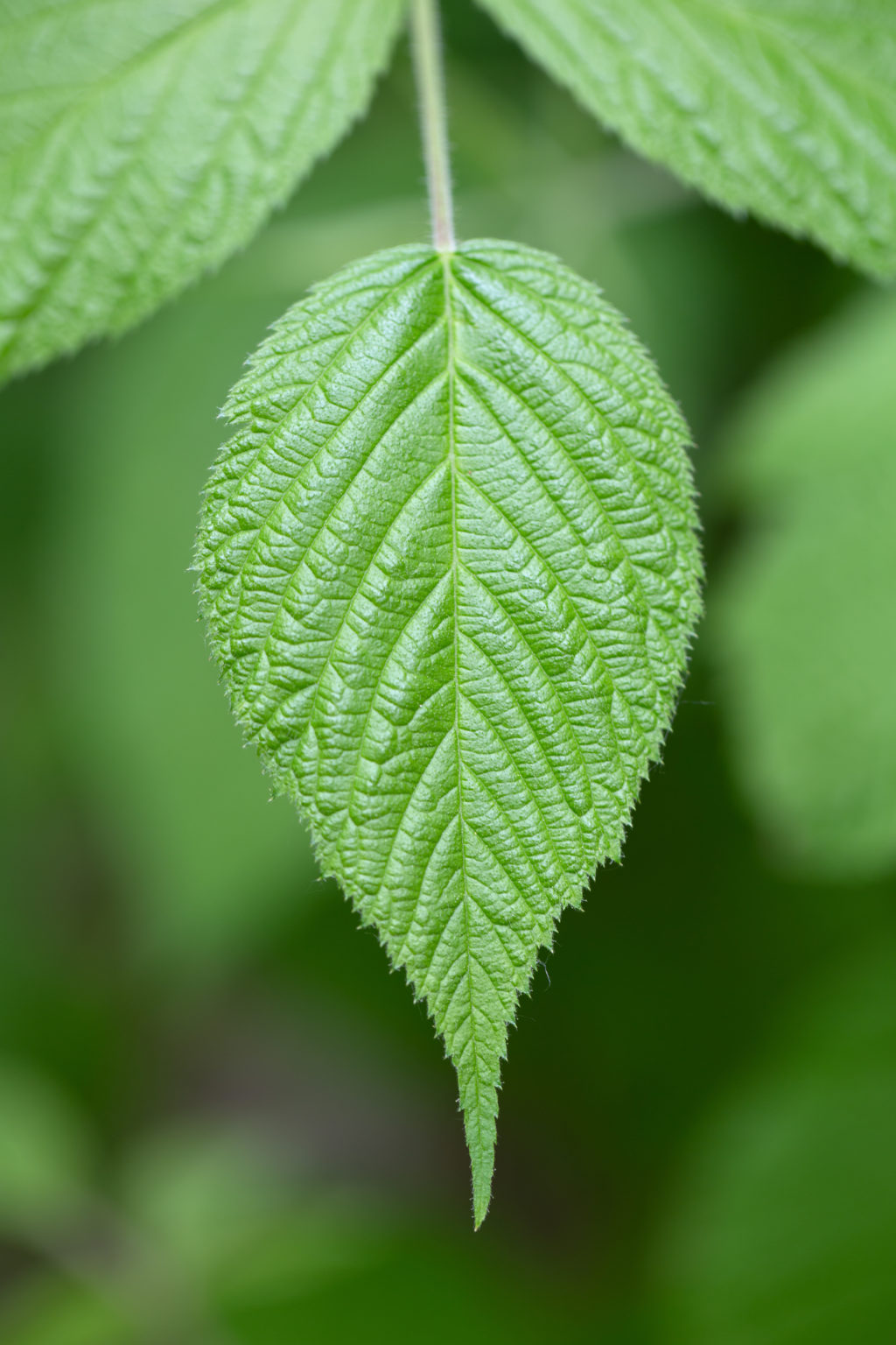Big Leaf with 8 Points: Sharp and Striking Guide Big Leaf with 8 Points: Sharp and Striking Guide