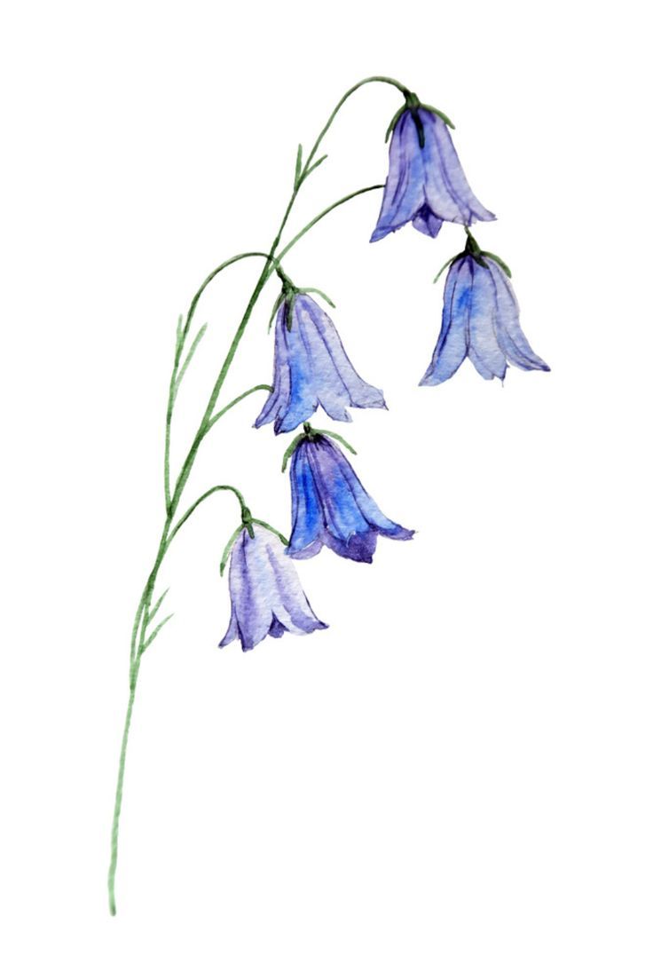 Bluebell Drawing Tutorial Easy Flower Drawing Ideas Bluebell Drawing Tutorial Easy Flower Drawing Ideas