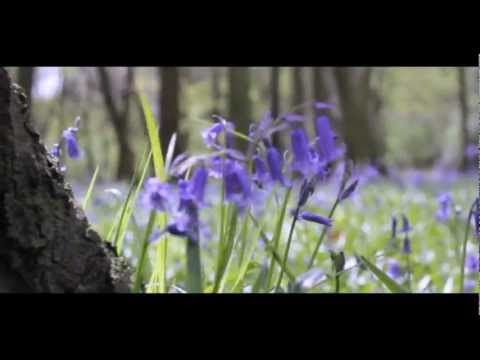 Bluebell Flowers Beautiful And Whimsical Perennials Dengarden Bluebell Flowers Beautiful And Whimsical Perennials Dengarden