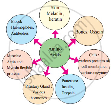 Complete The Following Concept Map Skin Melanin Keratin Pituitary Complete The Following Concept Map Skin Melanin Keratin Pituitary
