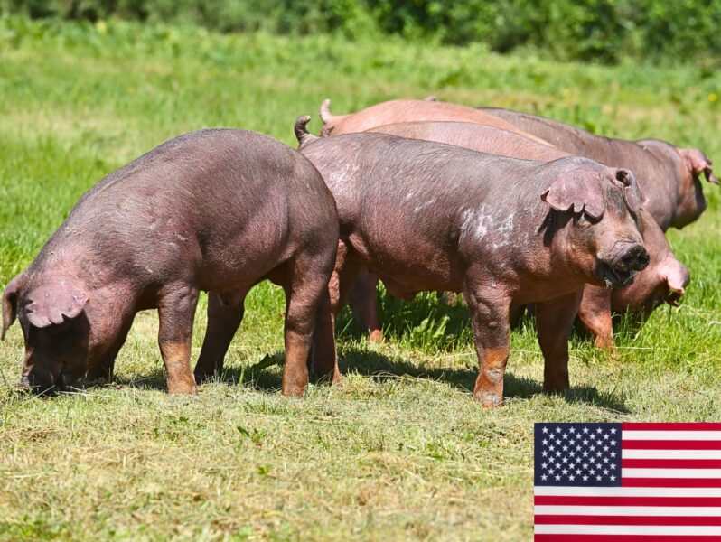 Distinctive Markings on Duroc Pigs: A Visual Guide