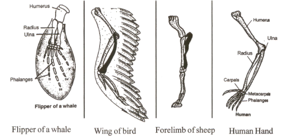 Draw Neat Labelled Diagram Of Homologous Organs In Animals Draw Neat Labelled Diagram Of Homologous Organs In Animals