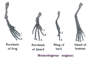 Explain The Importance Of Homologous Organs In The Process Of Evolution Explain The Importance Of Homologous Organs In The Process Of Evolution