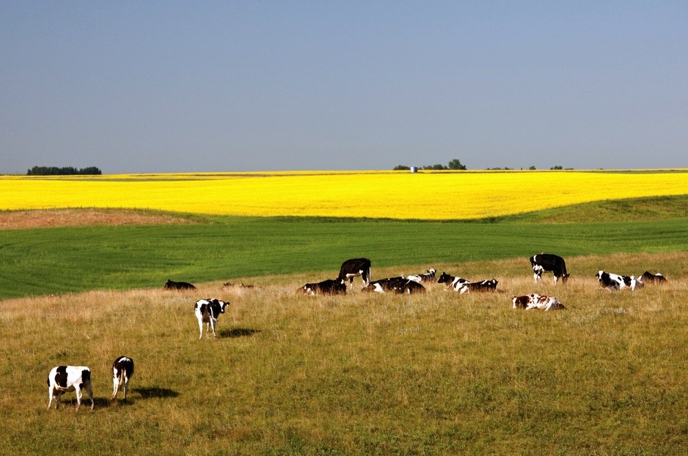 The Farming Method That Dominates Today's Agriculture