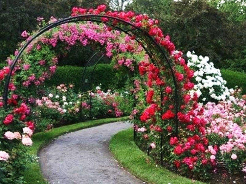 Flowers Beautiful Rose Flowers Garden Ideas Flowers Pot Flowers Doodle Flowers Beautiful Rose Flowers Garden Ideas Flowers Pot Flowers Doodle