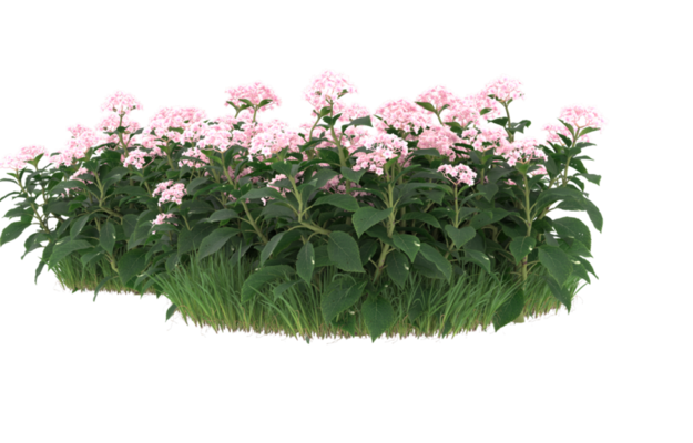 Garden Landscape Design With Ornamental Plants Png File Png All Garden Landscape Design With Ornamental Plants Png File Png All