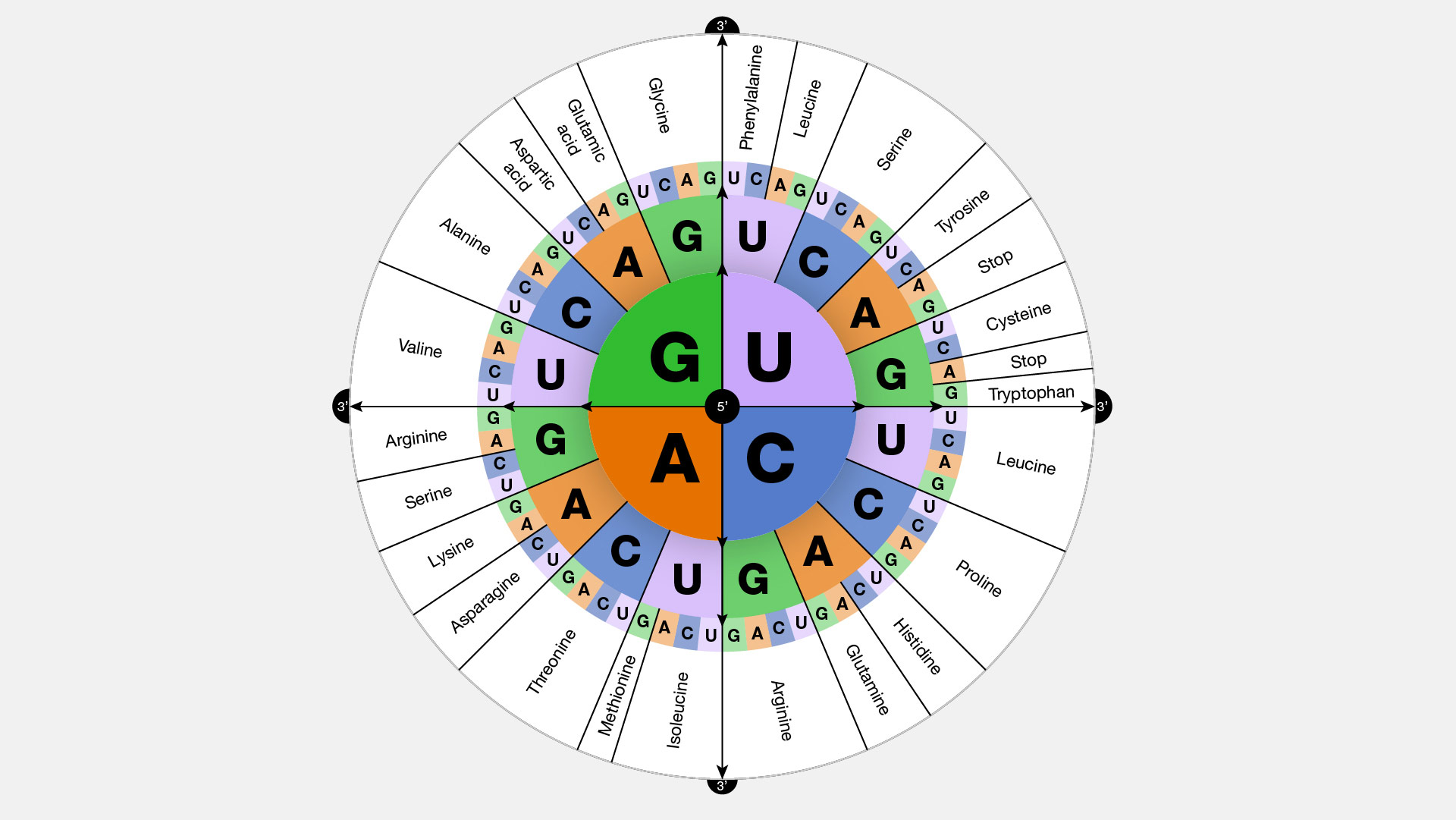 Unraveling the Genetic Sequence for Six Key Genes