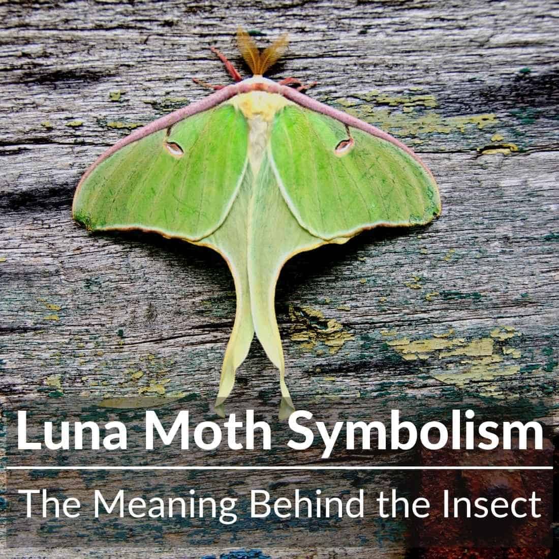 Geometric Luna Moth Tattoo: Stunning Design Ideas