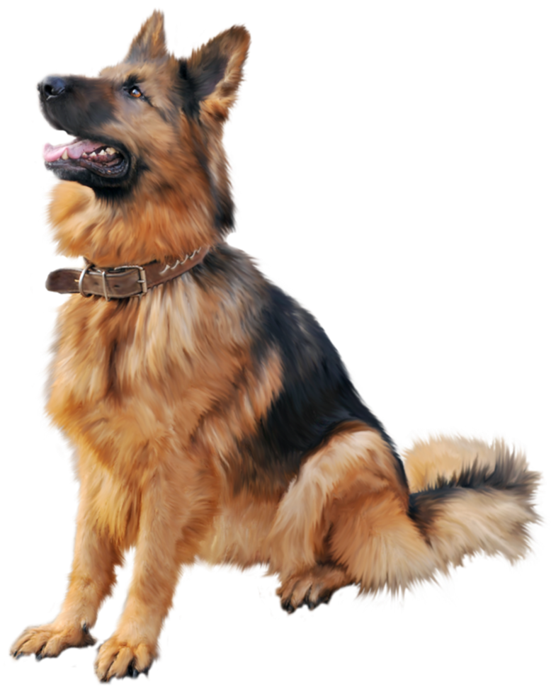 German Shepherd Dog In Transparent Background Png German Shepherd Dog In Transparent Background Png