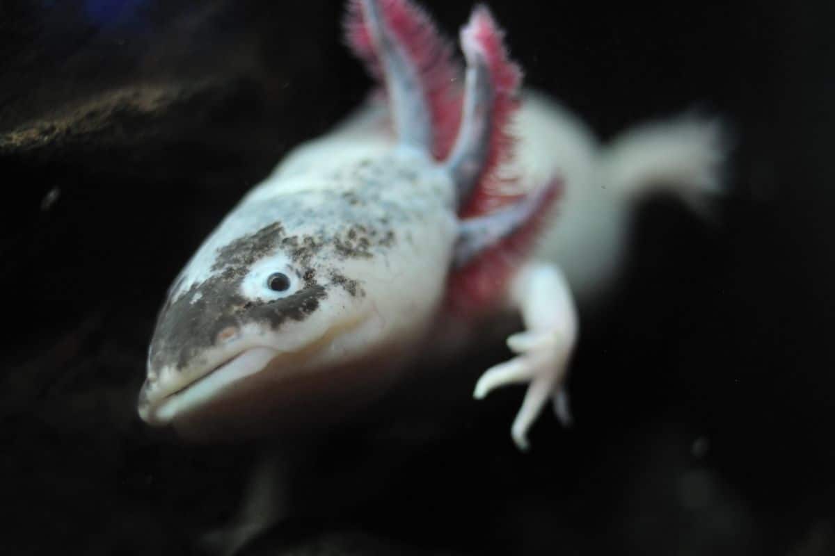 How To Identify A Mosaic Axolotl In Your Tank How To Identify A Mosaic Axolotl In Your Tank
