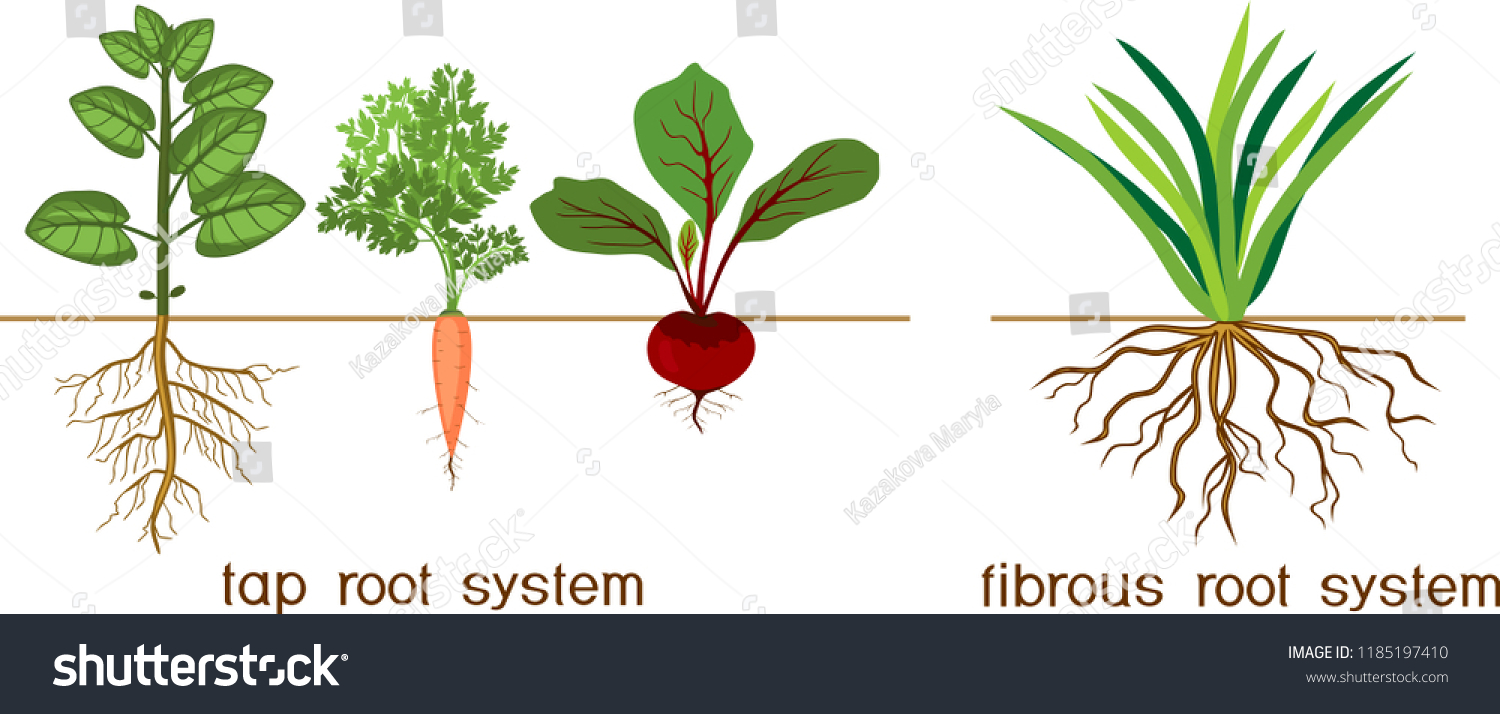 Morphology Definition Examples Britannica Morphology Definition Examples Britannica