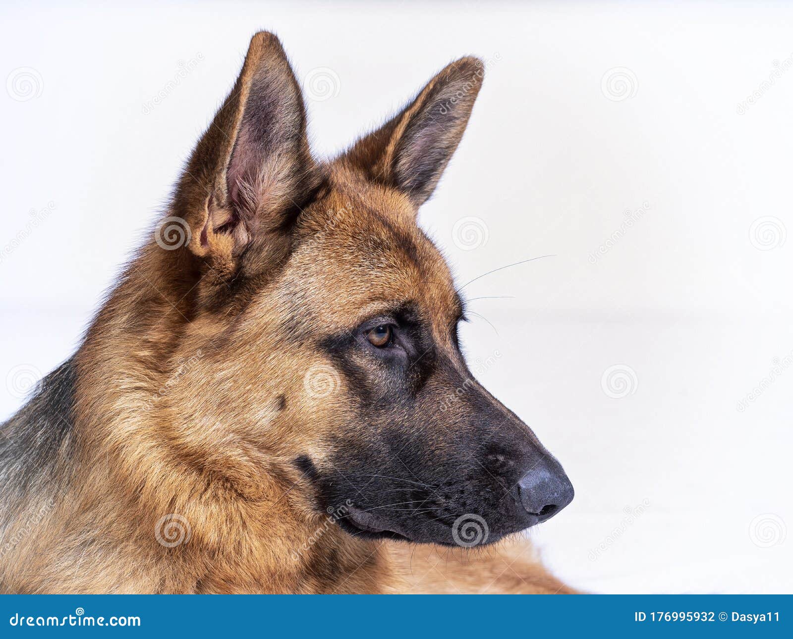 Portrait Of A German Shepherd 3 Years Old Head Shot In Side View On Portrait Of A German Shepherd 3 Years Old Head Shot In Side View On