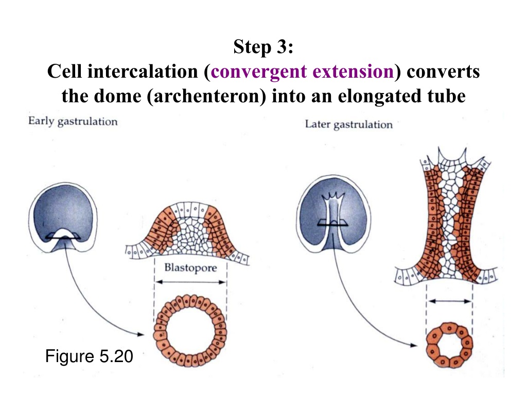 Ppt Axis Formation And Gastrulation Ii Powerpoint Presentation Free Ppt Axis Formation And Gastrulation Ii Powerpoint Presentation Free