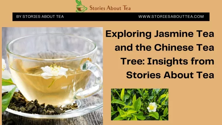 Ppt Exploring Jasmine Tea And The Chinese Tea Tree Insights From Ppt Exploring Jasmine Tea And The Chinese Tea Tree Insights From