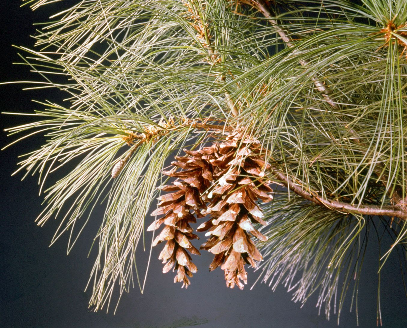 Redwood Conifer Trees Students Britannica Kids Homework Help Redwood Conifer Trees Students Britannica Kids Homework Help