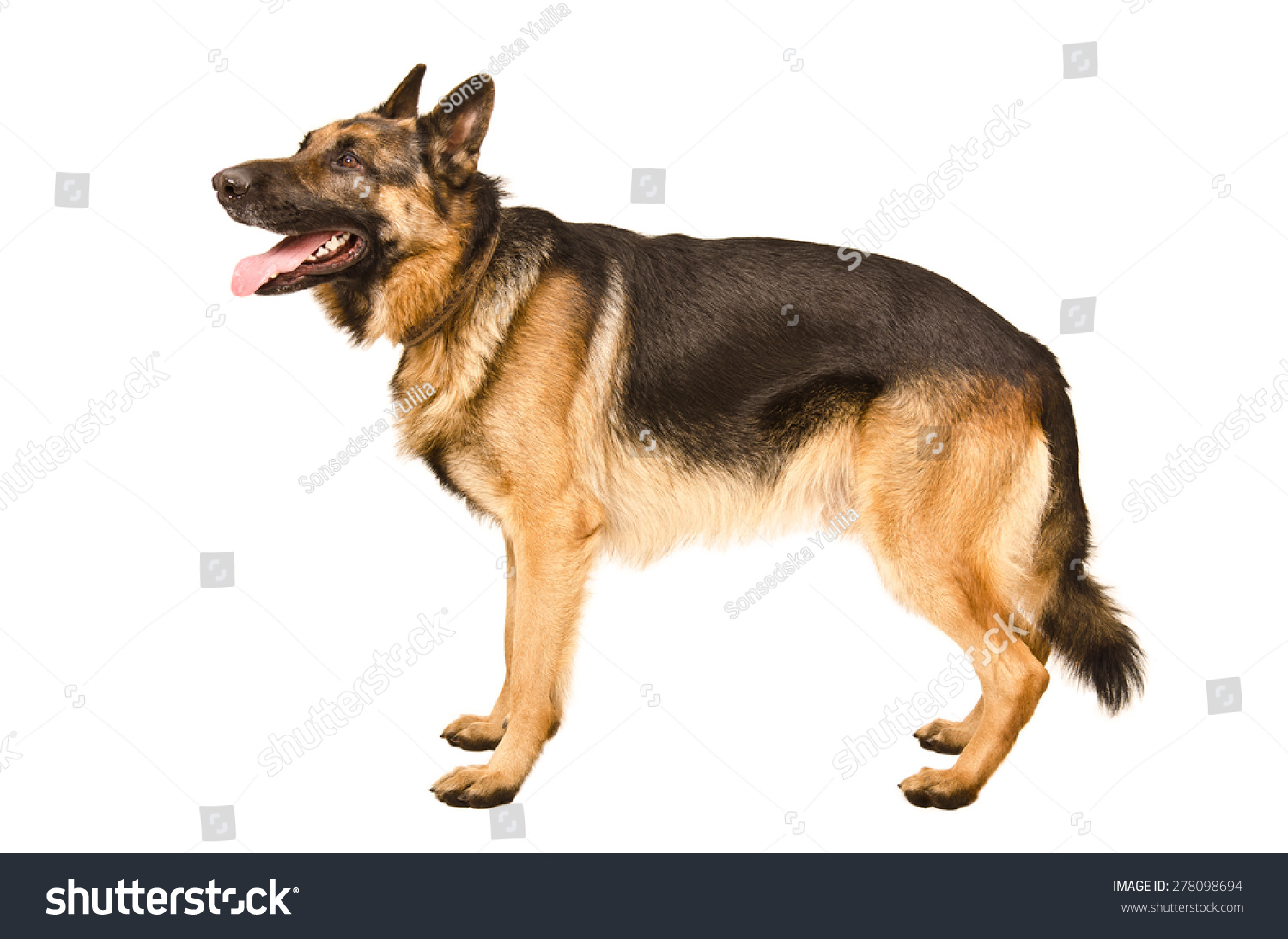 Royalty Free German Shepherd Side View Pictures Images And Stock Royalty Free German Shepherd Side View Pictures Images And Stock