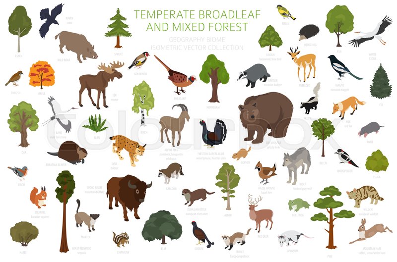Temperate Broadleaf Forest And Mixed Forest Biome Terrestrial Temperate Broadleaf Forest And Mixed Forest Biome Terrestrial