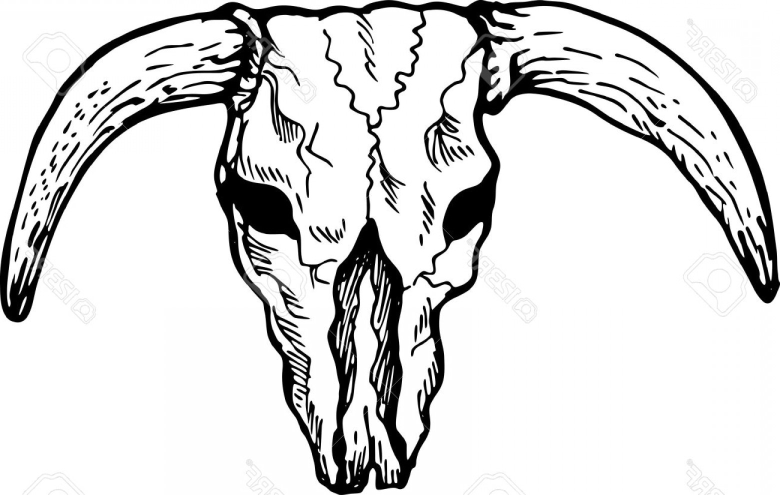 How to Draw a Texas Longhorn Skull Step-by-Step  
Texas Longhorn Skull Drawing: Easy Tutorial Guide  
Mastering the Art of Texas Longhorn Skull Drawing  
Stunning Texas Longhorn Skull Drawing Tips & Tricks  
Texas Longhorn Skull Drawing: Quick & Simple Techniques