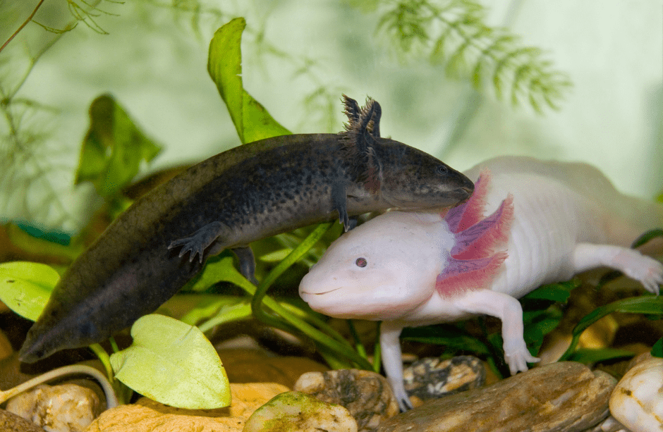 Types Of Axolotls A Guide To Different Color Morphs And Varieties Types Of Axolotls A Guide To Different Color Morphs And Varieties