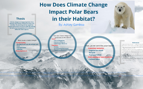 Understanding Climate Impact On Polar Bears Lab Insights Course Hero Understanding Climate Impact On Polar Bears Lab Insights Course Hero