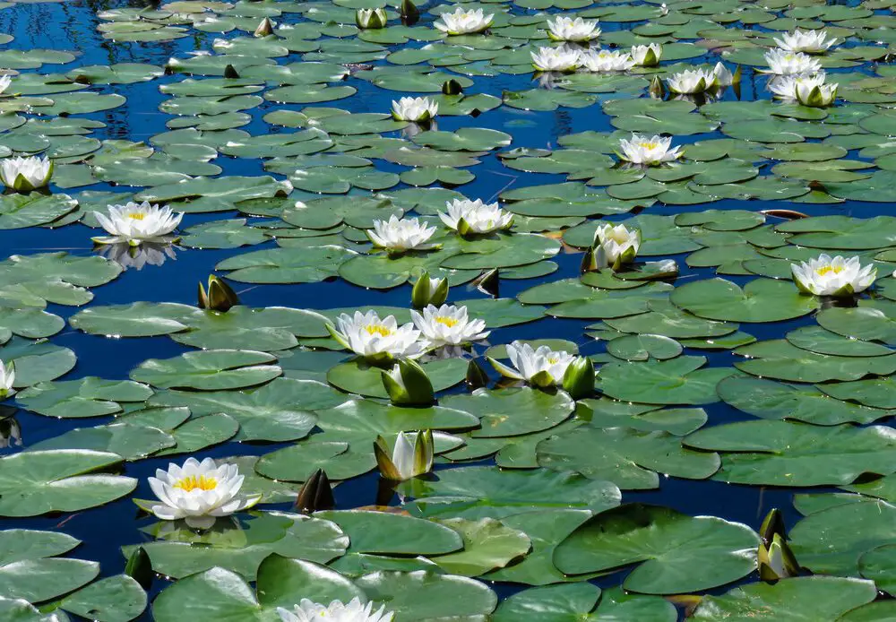 Water Lily Flower Symbolism Best Flower Site Water Lily Flower Symbolism Best Flower Site