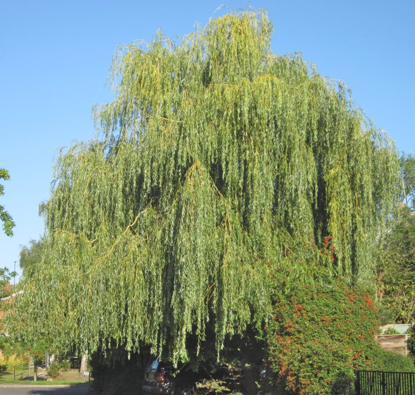 Weeping Willow Leaf Tree Tattoo Side Willow Tree Tattoos Tree Weeping Willow Leaf Tree Tattoo Side Willow Tree Tattoos Tree
