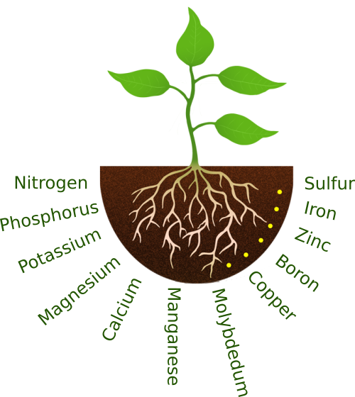 What Store Nutrients: Top Foods to Fuel Your Body