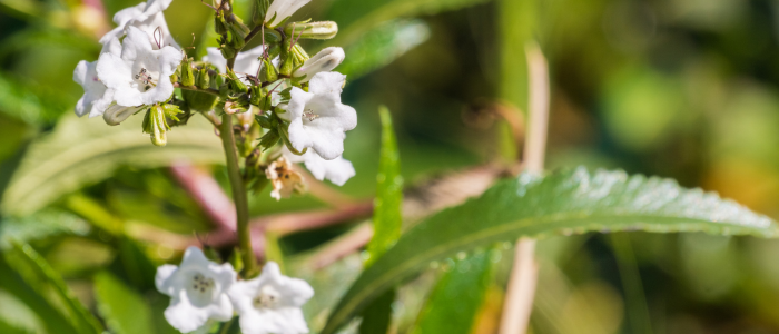 Yerba Santa The Sacred Herb Sacred Plant Co Nature S Pharmacy Yerba Santa The Sacred Herb Sacred Plant Co Nature S Pharmacy