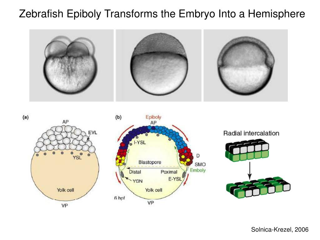 Zebrafish Axis Formation: BMP7's Crucial Role Explained